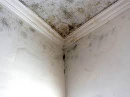 Trusted Clairton, PA Mold Inspection Experts