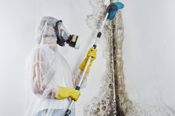 Why You Should Choose Our Mold Remediation Services in Clairton, PA